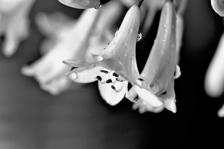 raso, fotografia com foco, flores, Agapanthus, preto e branco, branco, lírio, flor, natureza, preto