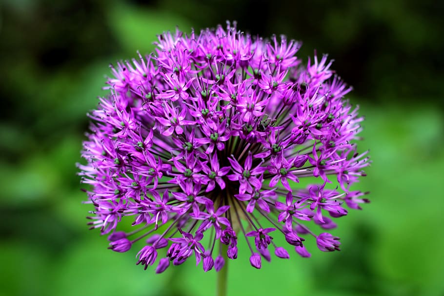 allium purple sensation, ornamental onion, purple, flower, spring, honey, plant, garden, flowering plant, freshness