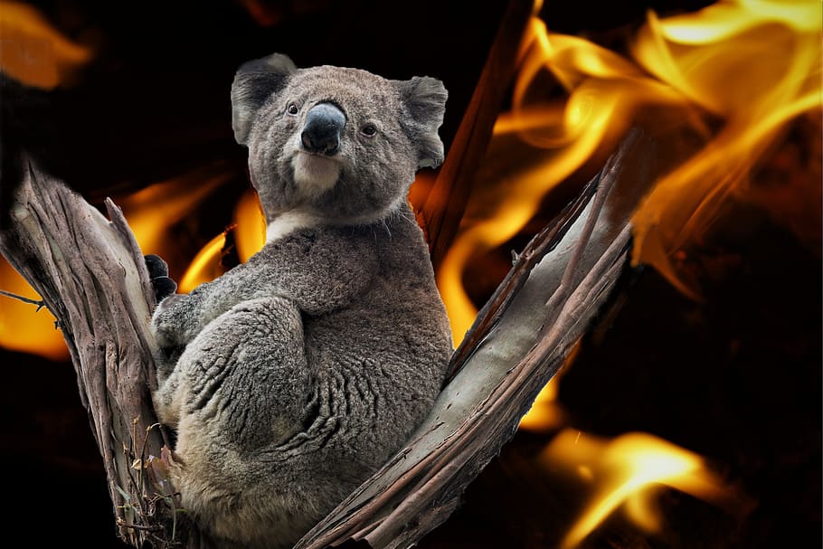 koala, australia, fire disaster, composing, terrible fantasy, koala bear, marsupial, rarely, endangered species, wild