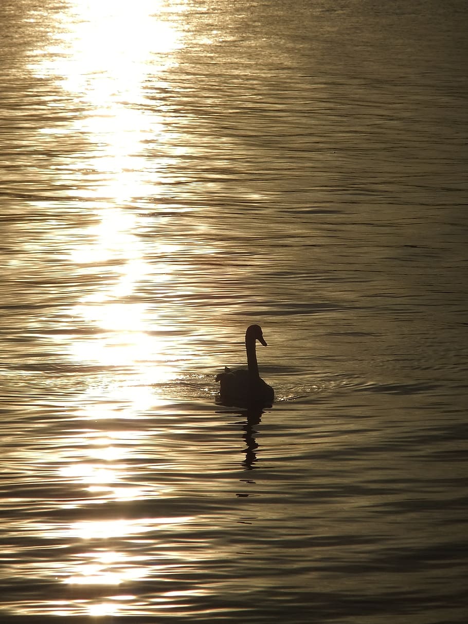 swan, the evening sun, sunset, lake, water, river, bird, nature, animals in the wild, animal wildlife