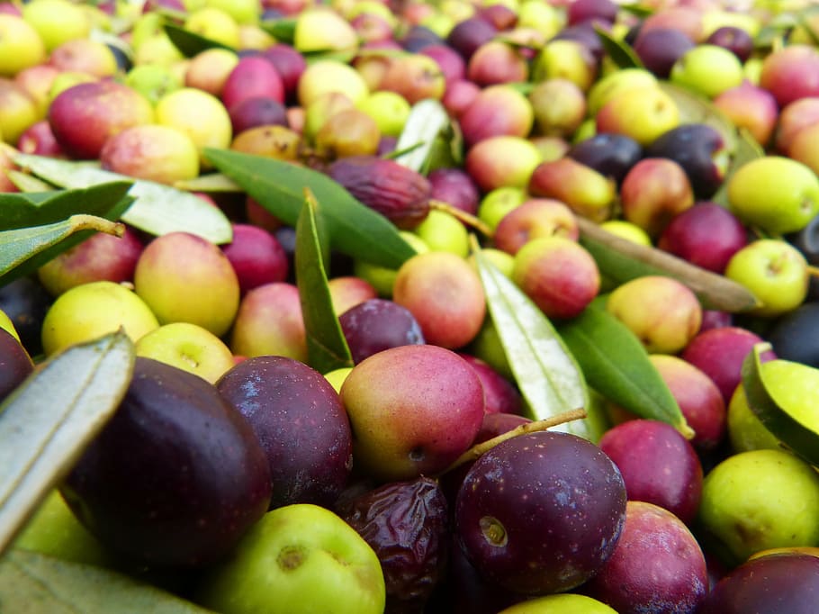 olives, olivas, arbequina, harvest, fruit, food, freshness, healthy Eating, grape, organic