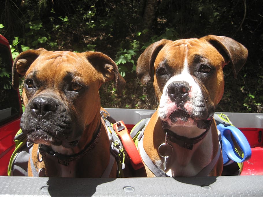 dogs, boxer dog, brothers, pet, canine, purebred, hiking, mammal, dog, domestic animals