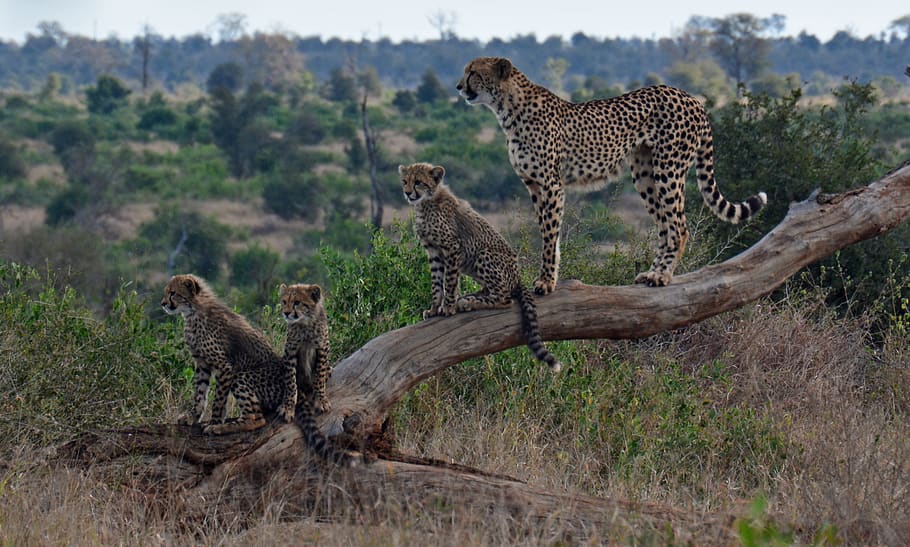 cheetah dan anaknya, satwa liar, satwa liar hewan, hewan, tema hewan, binatang di alam liar, binatang menyusui, sekelompok binatang, menanam, Cheetah