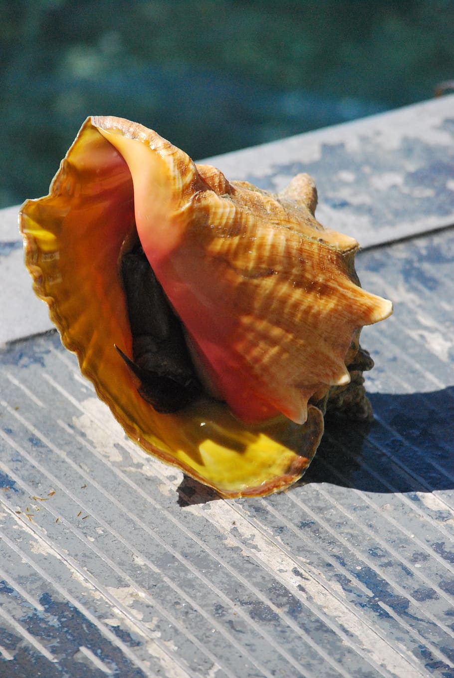 Seashell, Carribean, Conch, Mollusk, close-up, outdoors, animal themes, one animal, animals in the wild, animal wildlife