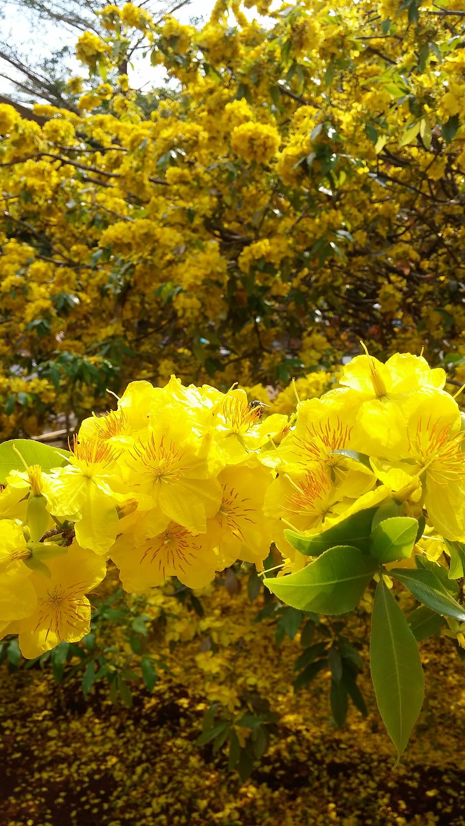 flower, gold, spring, dong nai province, xuan loc district, yellow, plant, flowering plant, growth, beauty in nature