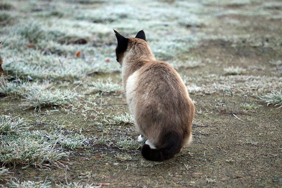 Siamese Cat, Cat, Cat, Winter, Frost, cat, hoarfrost, ice, breed cat, one animal, animal themes