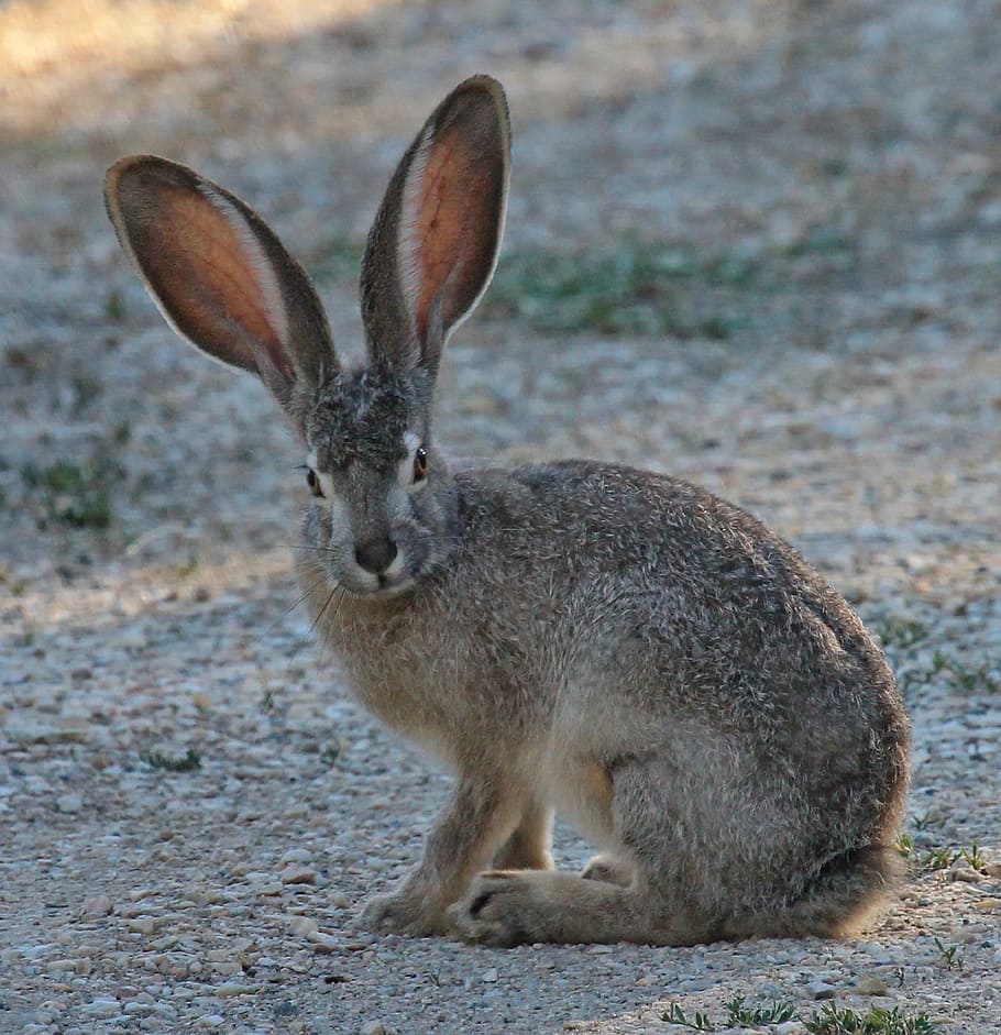 black, rabbit, surface, black tailed jackrabbit, wildlife, nature, bunny, cute, big ears, hare