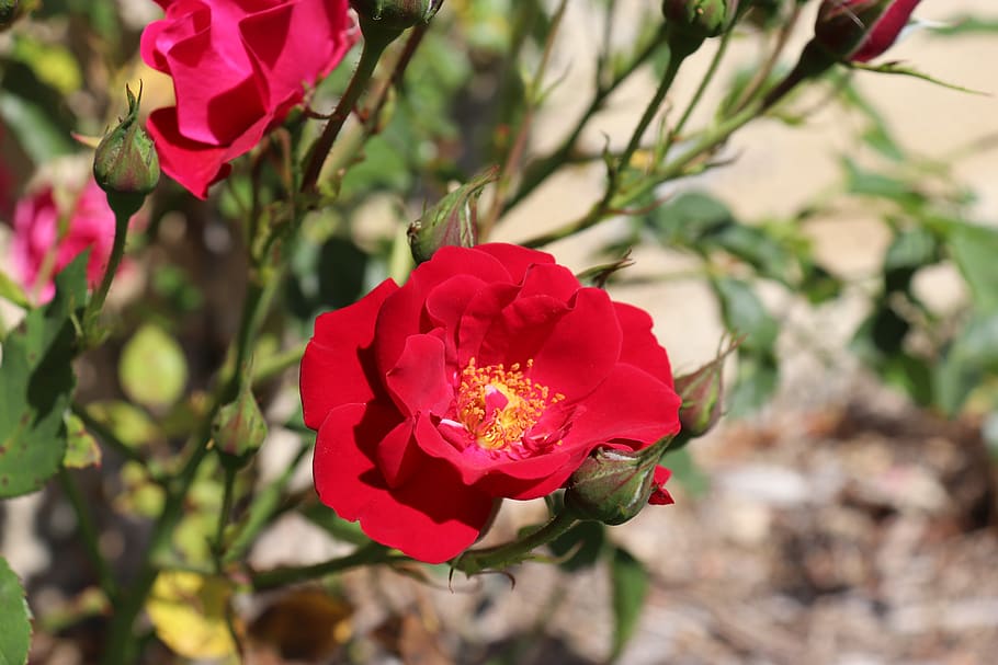 pink, roses, flowering shrubs, plants, color vermillion red, garden, gardening, horticulture, botany, season