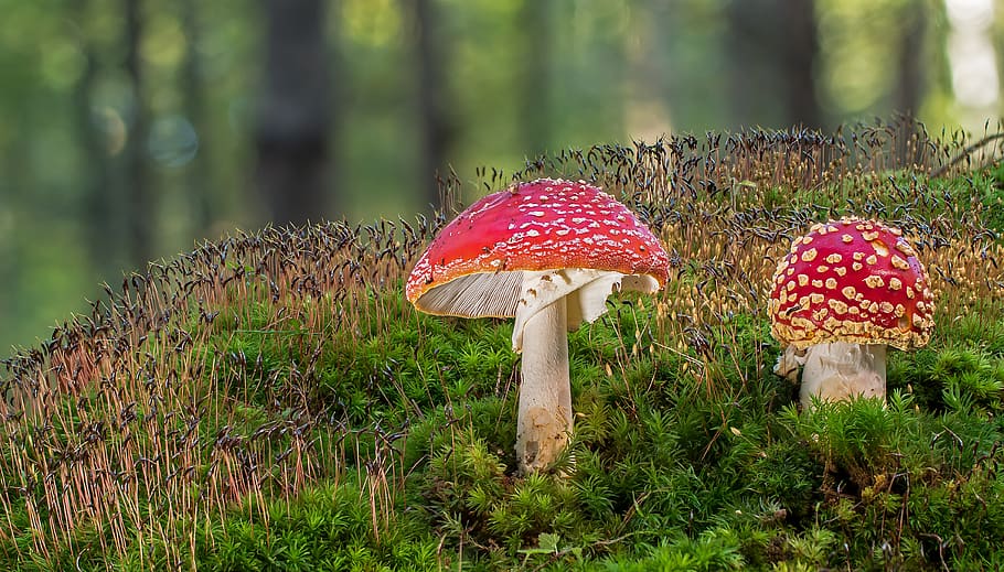 fly agaric, mushroom, toxic, muscaria, toadstool, forest mushroom, forest, autumn, moss, spotted
