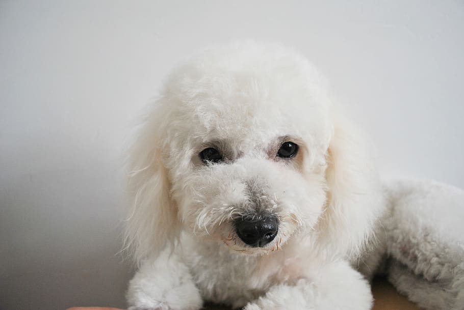 ビション, 犬, かわいい, 白, 子犬, ペット, 1匹の動物, カメラ目線, プードル, 肖像画