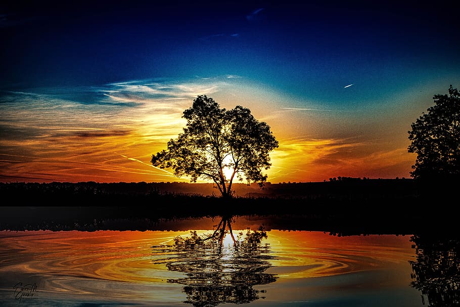 landscape, oak, dawn, graphy, tree, sky, water, plant, tranquility ...