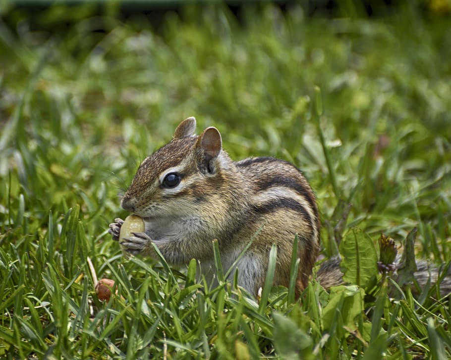 esquilo faminto, grama verde, cutucada de esquilo, esquilo, grama, verde, fora, adorável, animal, plano de fundo