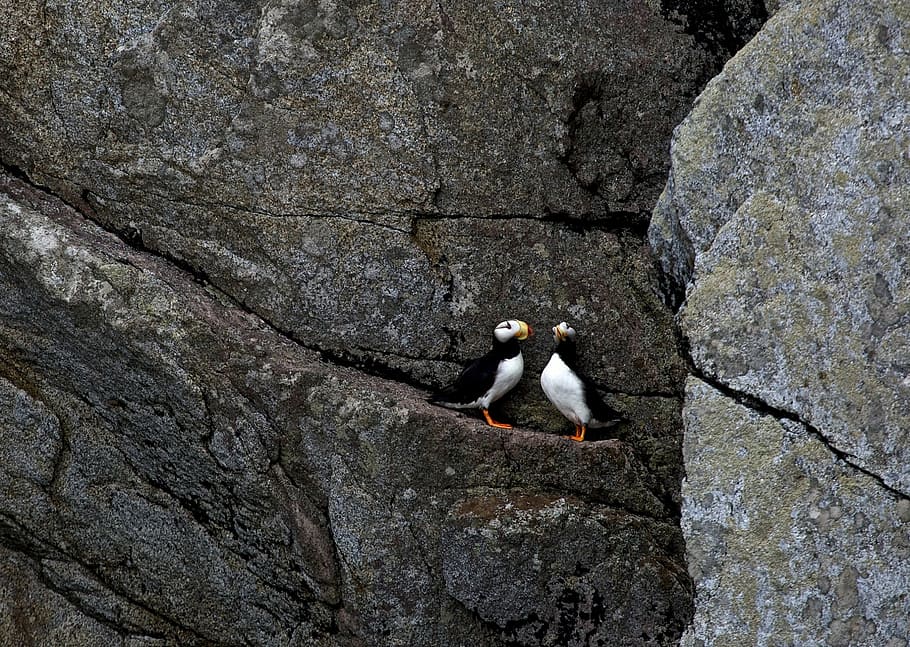 horned puffins, ledge, birds, wildlife, nature, sea, rock, colorful, seabirds, standing