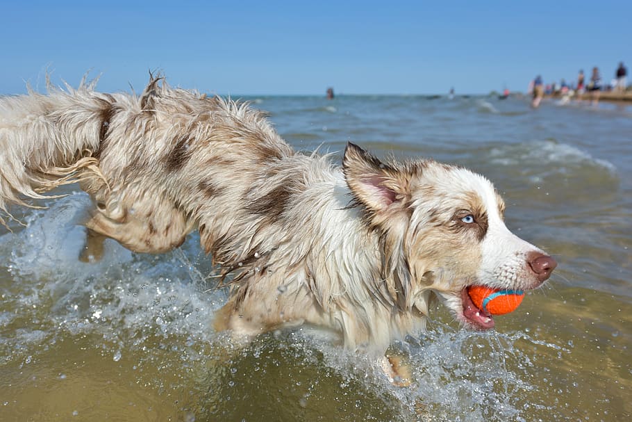 adult, red, merle border collie, running, body, water, dog, puppy, pet, animal