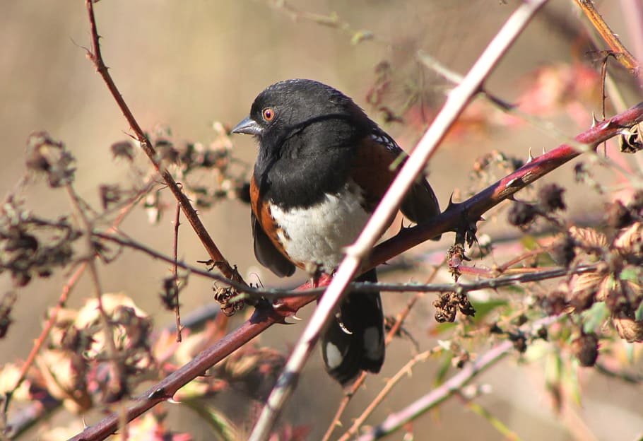 Song Bird, Winter, Sunshine, Small, blackberry vine, bird, nature, animal, wildlife, branch
