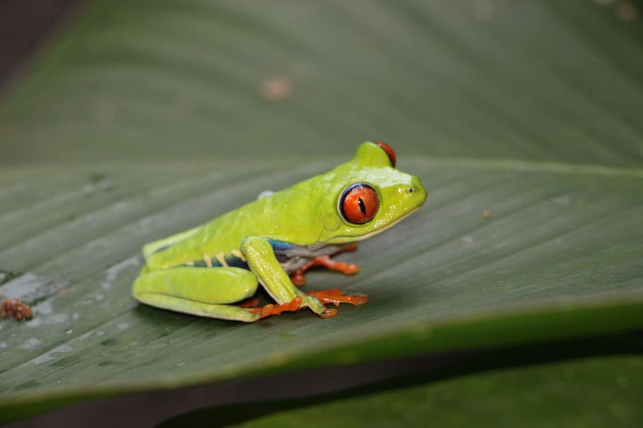 red-eye frog, red-eyed tree frog, frog, red eye, eyes, red eyes, agalychnis callidryas, animal themes, animal, animal wildlife
