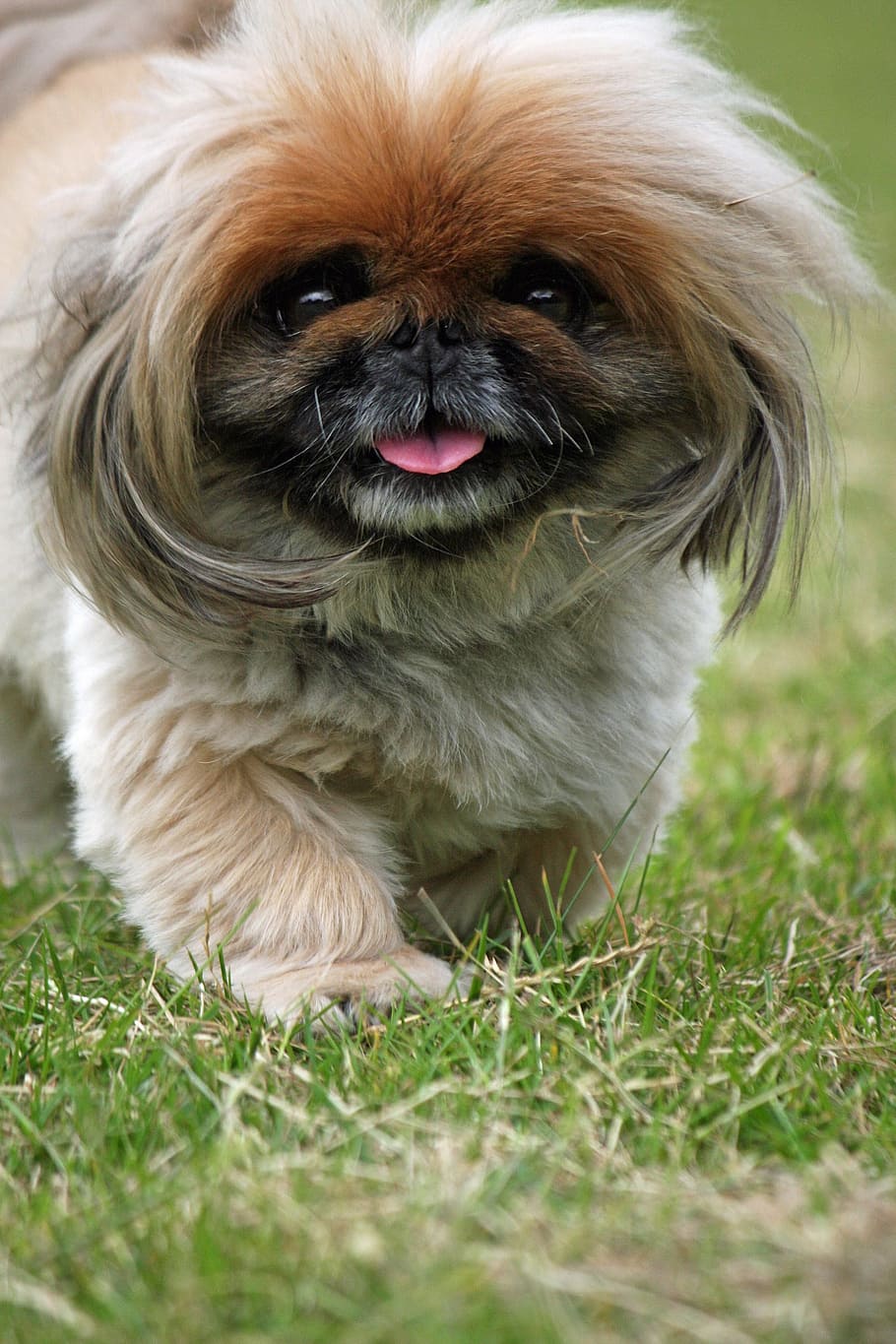 pekingese, dog, cute, adorable, close-up, canine, pet, animal, walking, one animal