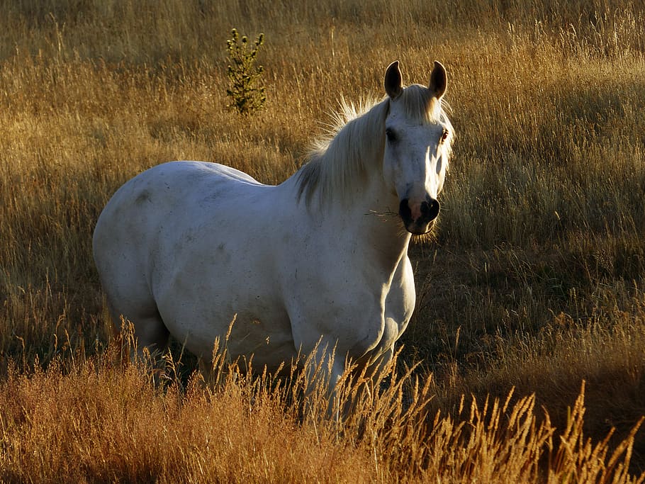 branco, cavalo, pasto, ensolarado, animal, campo, fazenda, equino, equestre, natureza