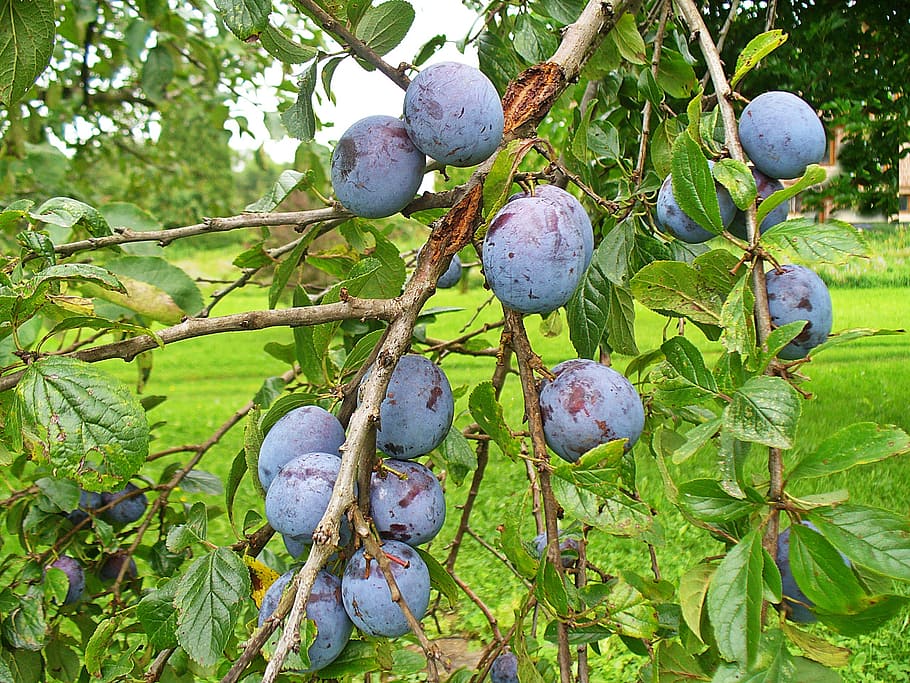 plum, fruit, fruit growing, food, plums on the tree, violet, delicious recipes, foliage, mature, healthy