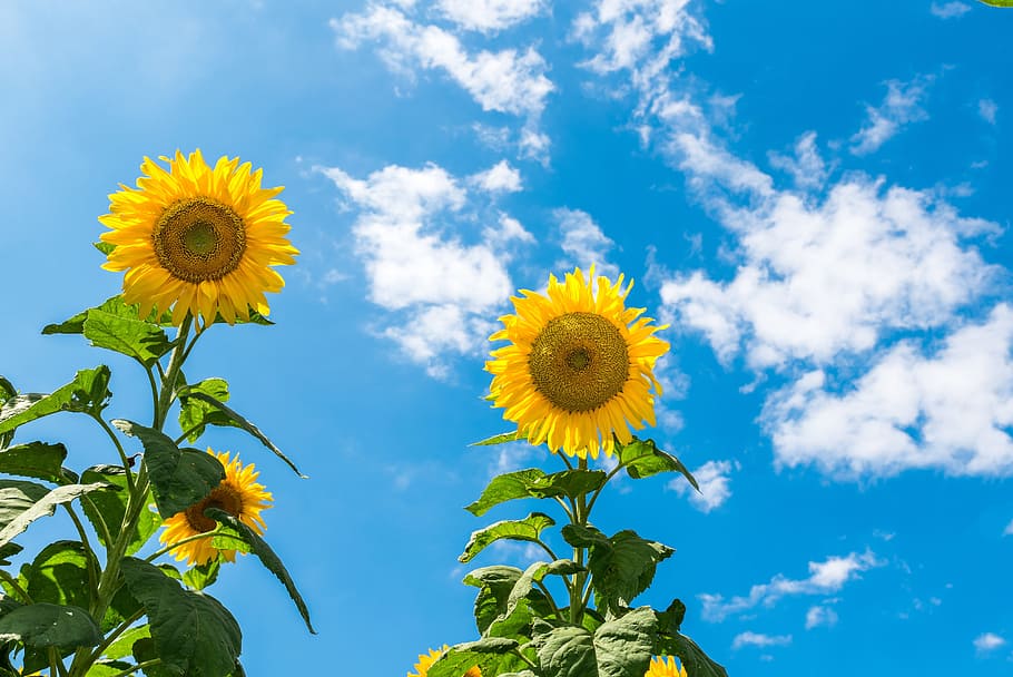 sunflowers during daytime, sunflower, sunny day, sky, blue sky, landscape, nature, flowers, yellow flower, plants