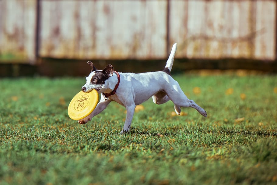 dog, biting, yellow, flying, disc, running, pet, happy, playing, field