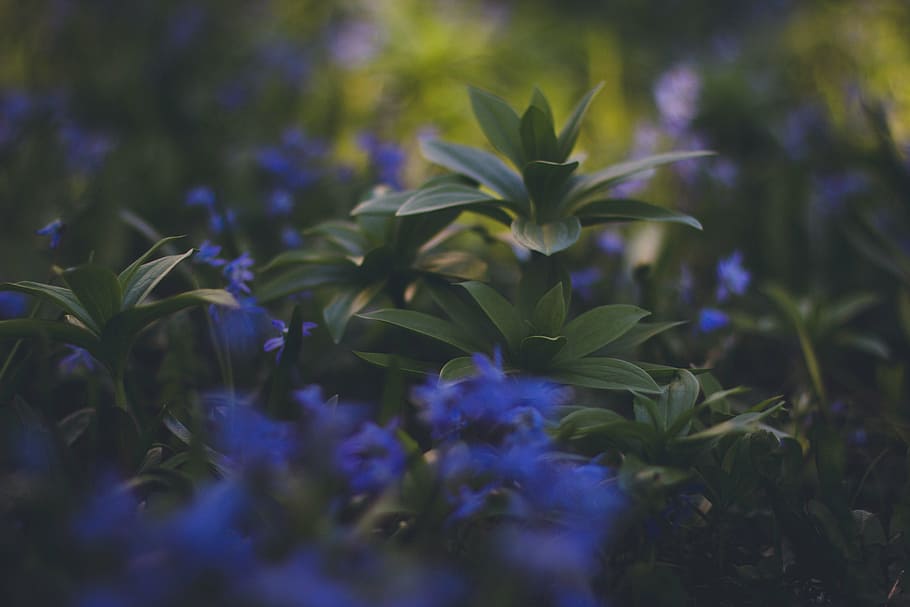 superficial, foco, azul, flores, verde, hoja, planta, naturaleza, desenfoque, granja