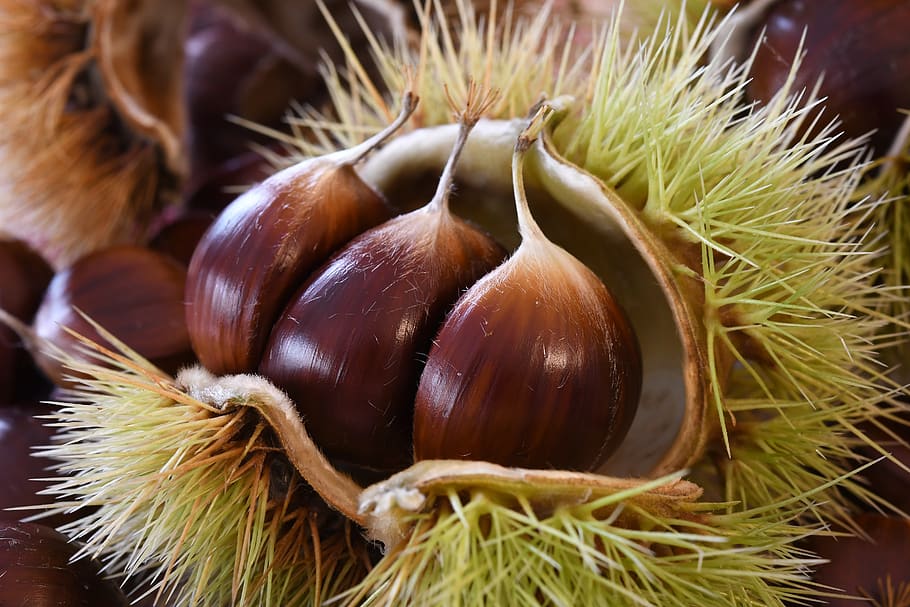 chestnuts, autumn, curly, fruit, delicious, open, thorny, nature, piemonte, macro