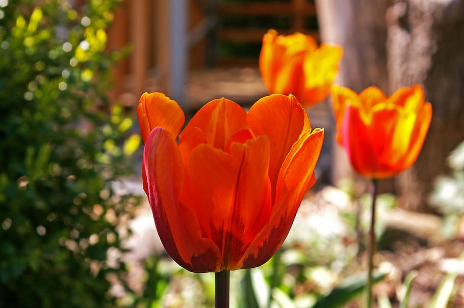 tulip, tumor kuning, oranye tulip, musim semi, mekar, bunga, taman, alam, dekorasi, bunga tulip