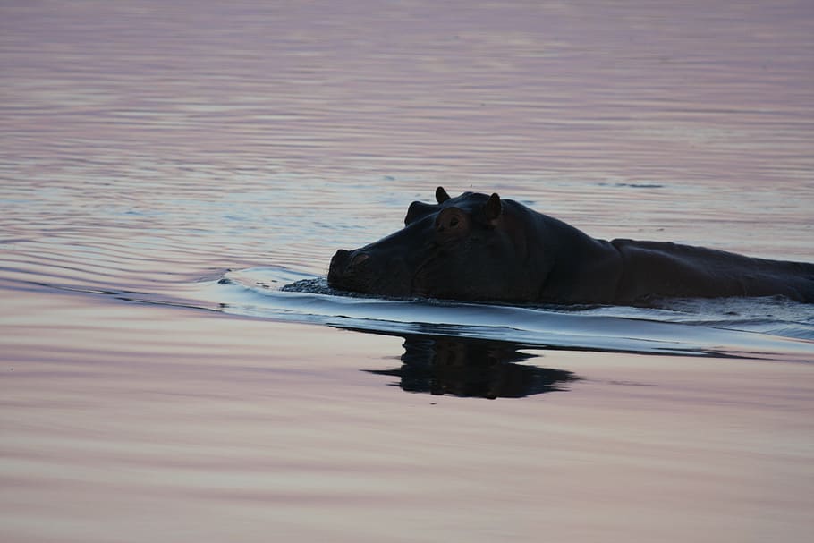 hippo, swimming, namibia, wild animals, nature, animal, mammal, wildlife, sea, hippopotamus