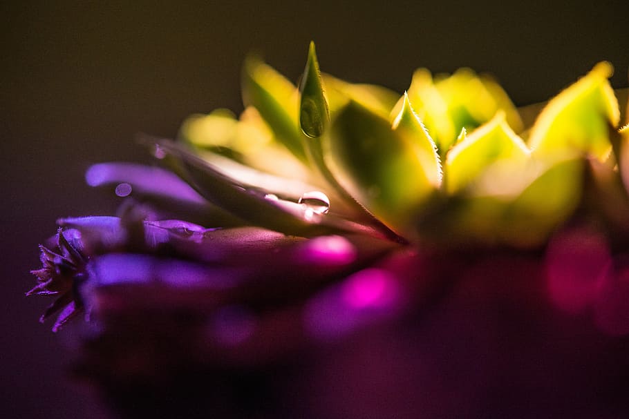 purple, green, succulent, plant, closeup, photography, cactus, light, colors, dark