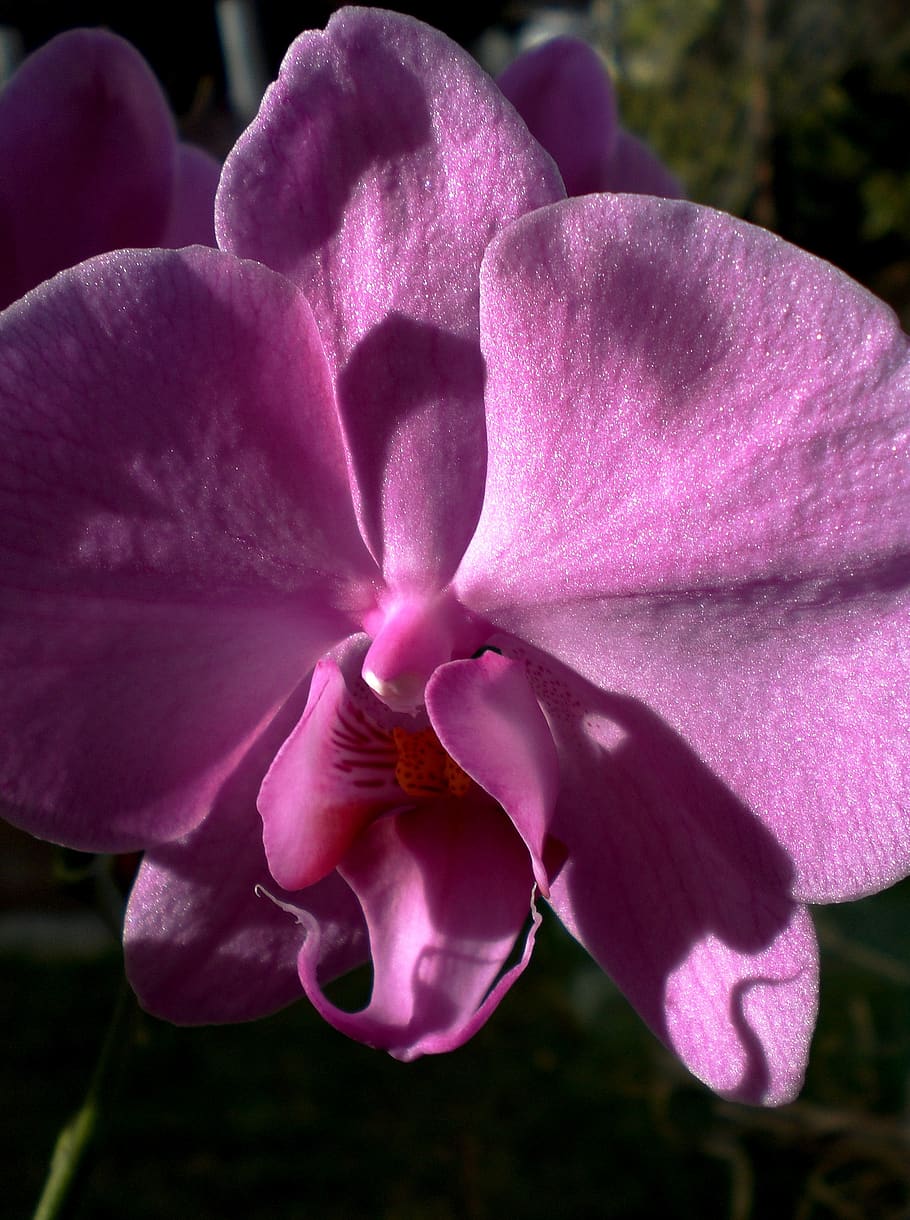 orchid, pink, phalaenopsis, flower, blossom, bloom, tropical, close up, butterfly orchid, pink flower
