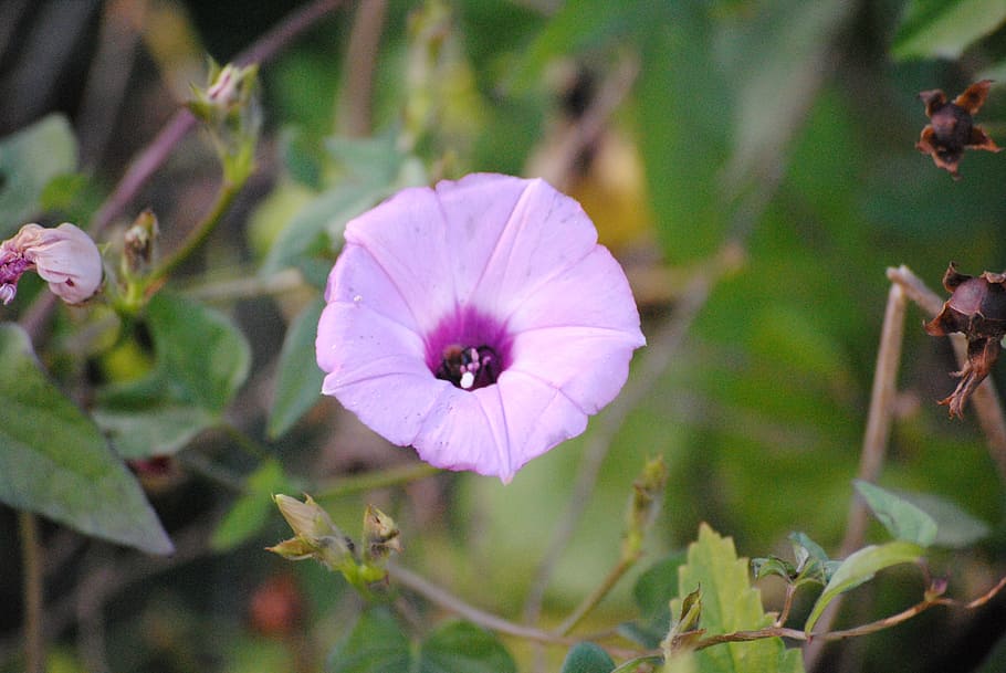 purple, nature, floral, spring, flora, summer, plant, natural, white, green