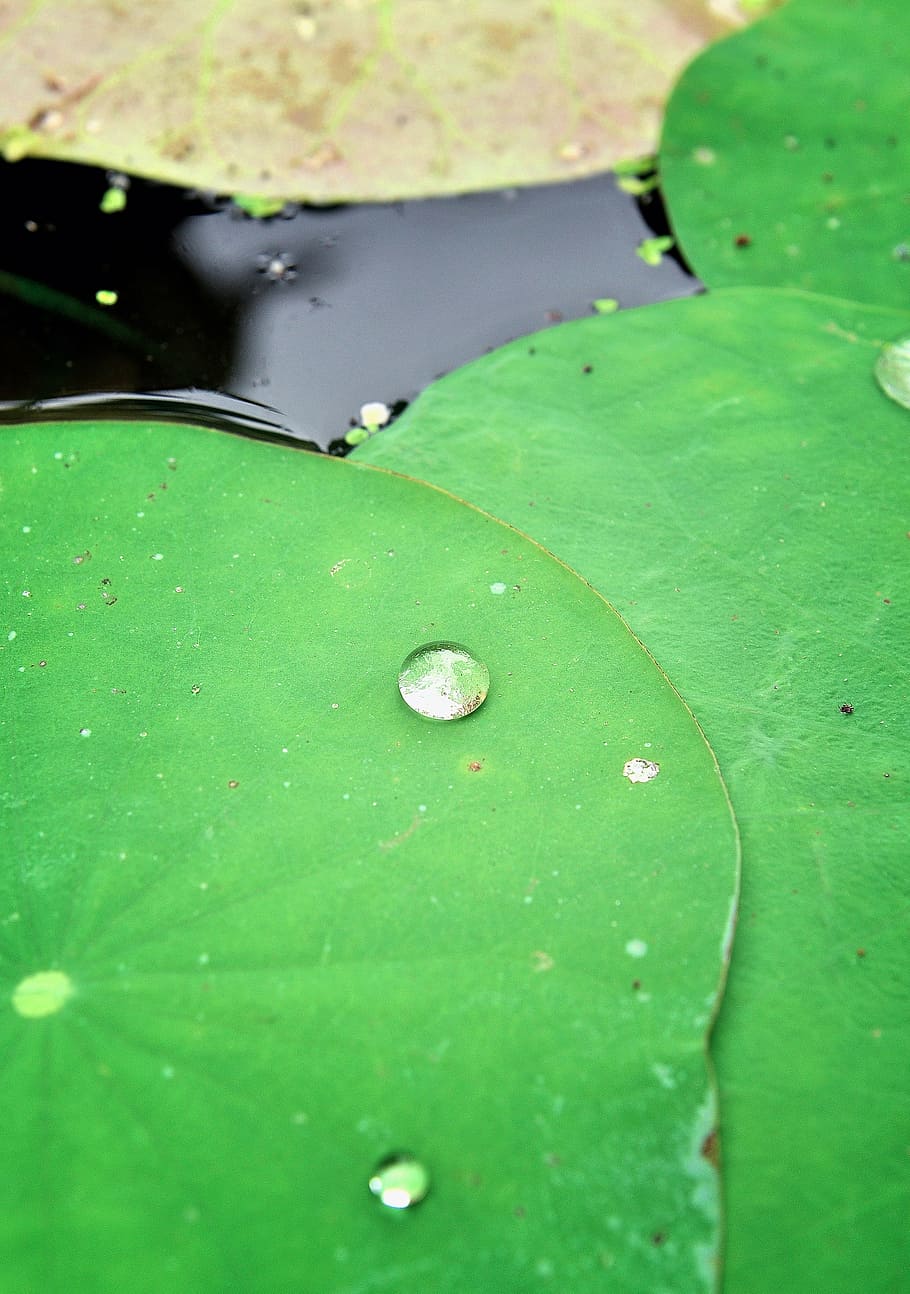 close-up photo, green, lily pad, lotus, leaf, tropical, blossom, water, season, pond