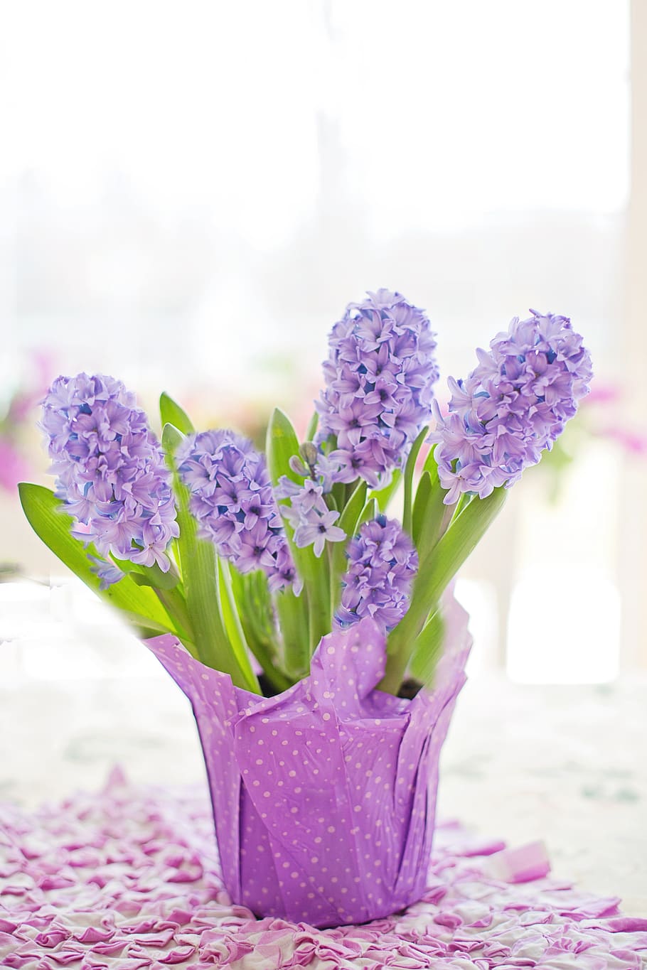 hyacinth, purple, pastel, spring, nature, flowers, blooms, blossoms, violet, vase