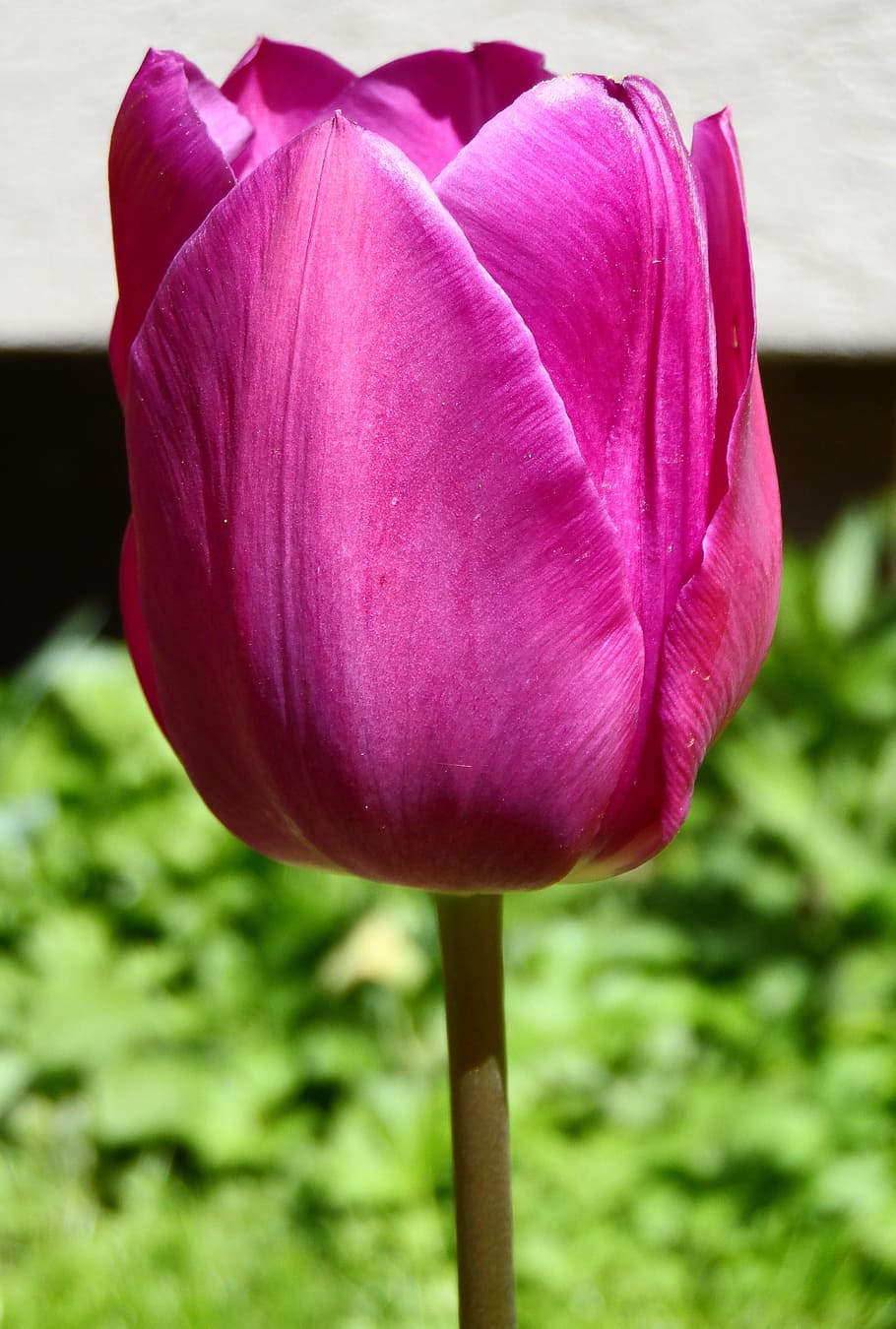 Tulipán, violeta, púrpura, flor, brillante, floración, primavera, jardín, esplendor, tulipa