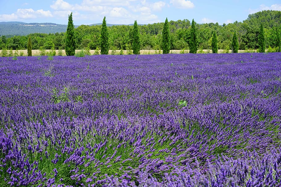 purple, flower field, daytime, lavender, lavender field, lavender flowers, cypress, cypress avenue, avenue, blue