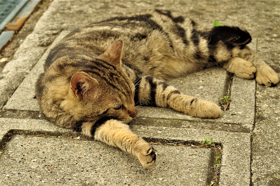 cat, stray cat, calico cat, stray, mammal, animal themes, animal, feline, relaxation, lying down