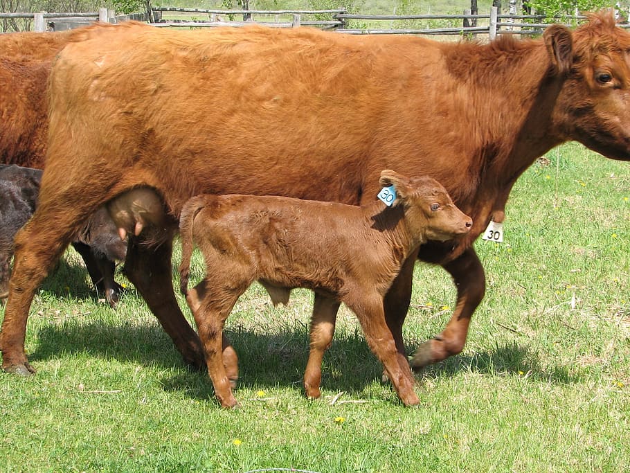 calf, cow, cattle, farm, baby, mother, mammal, animal, animal themes, group of animals