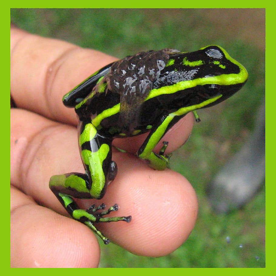 green, black, frog, hand, amazon, exotic, tropical, amphibian, animal, jungle