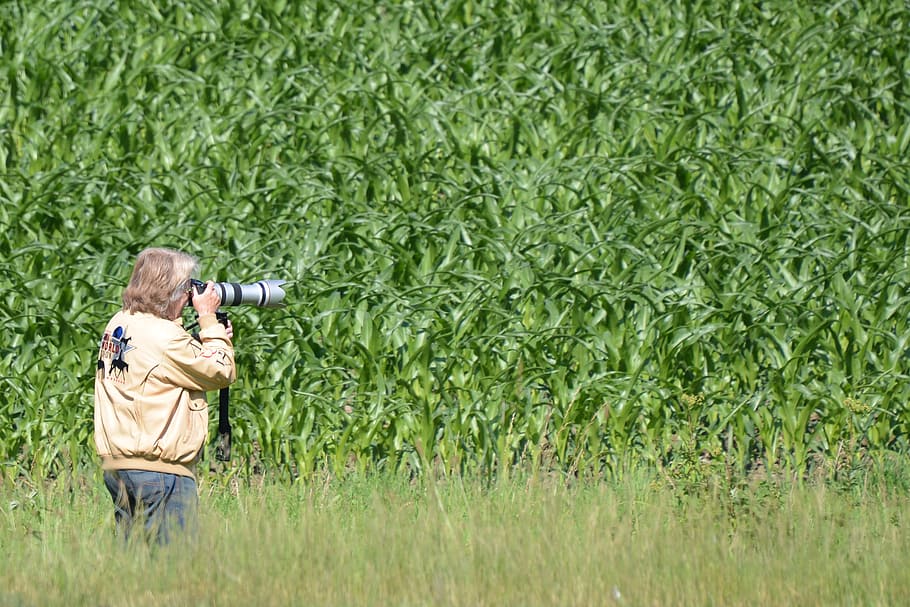 photographer, paparazzi, photograph, telephoto lens, man, field, meadow, plant, photography themes, technology
