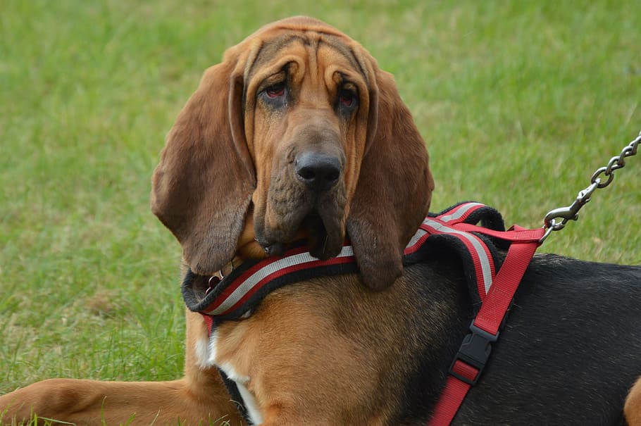 adult, black, brown, bloodhound close-up photo, dog, bloodhound, hunt, scent hound, pet, lead
