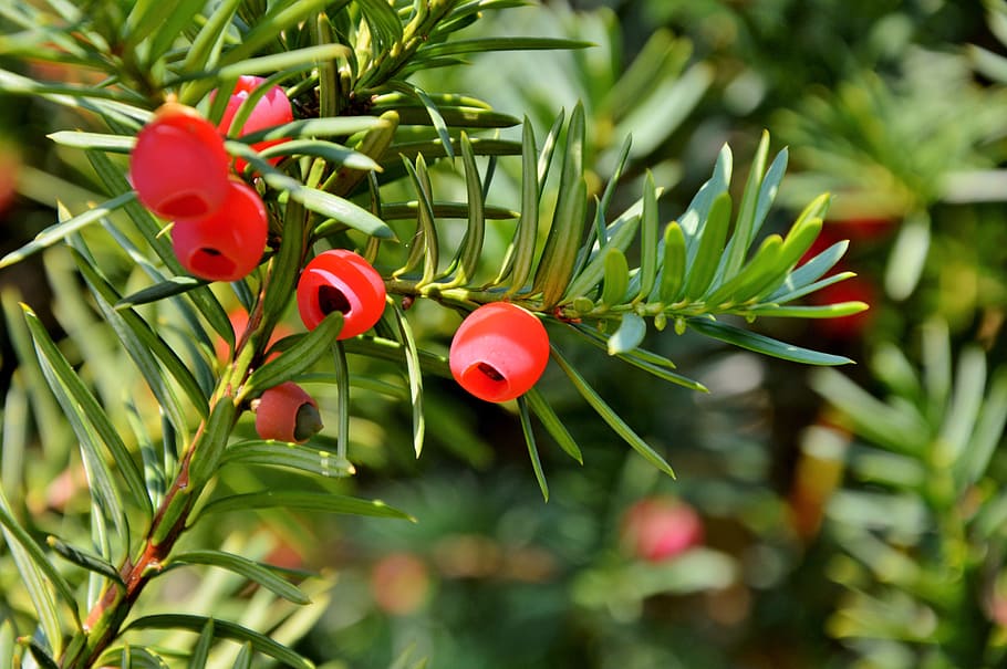 yew, bush, yew family, fruit, yew fruit, periwinkle, plant, seeds, red, red fruits
