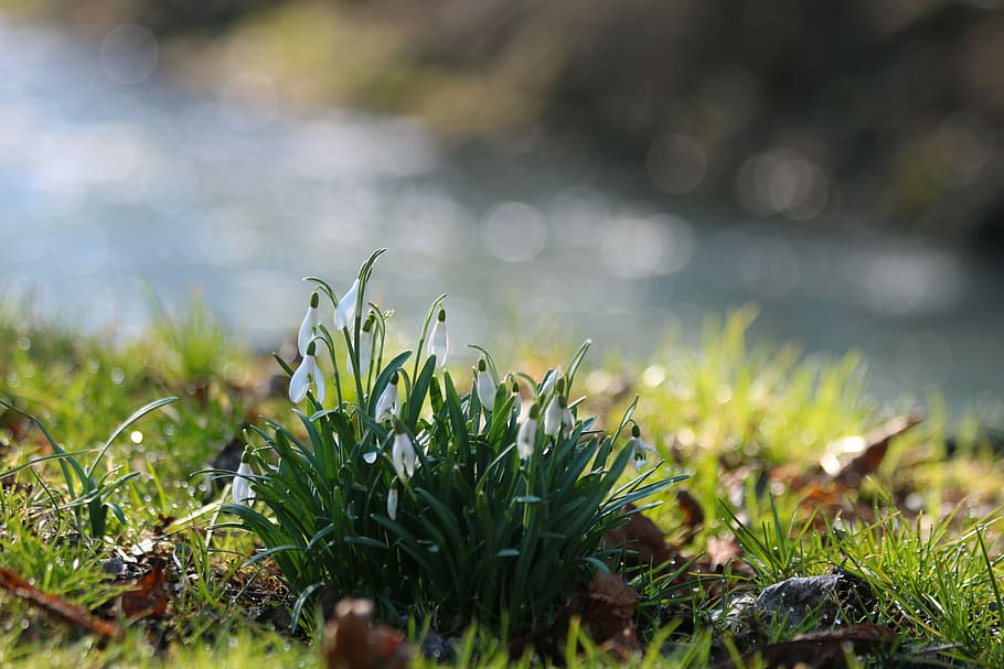 snowdrops, plants, flower bulbs, spring, plant, growth, grass, green color, nature, selective focus