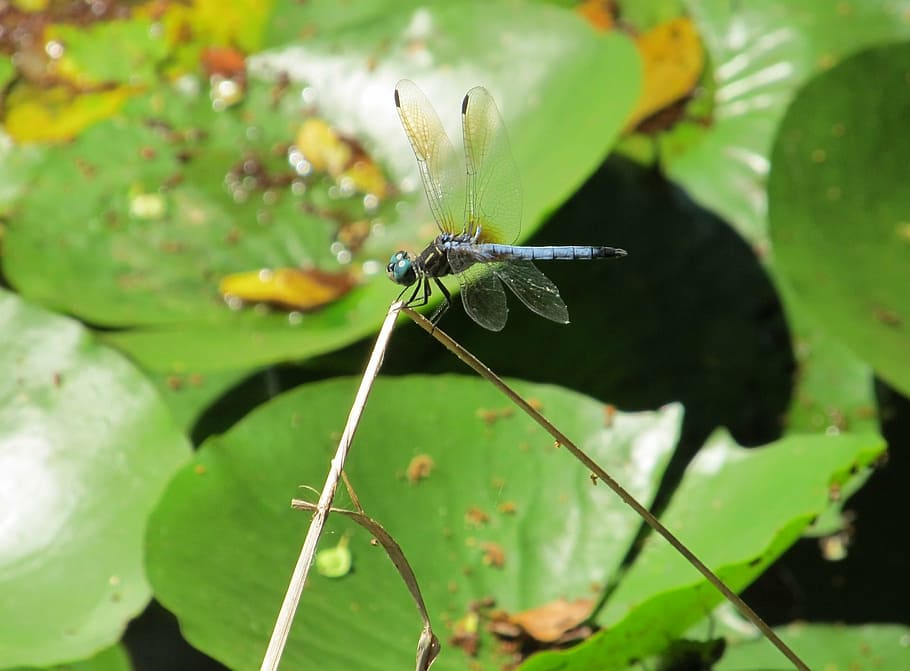dragonfly, blue-eyed darner, insect, bug, wings, eye, macro, plant, leaf, portrait