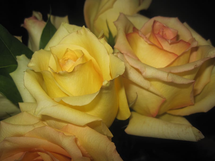 roses, yellow, flowers, bouquet, bunch, blossoms, blooms, blooming, petals, bright