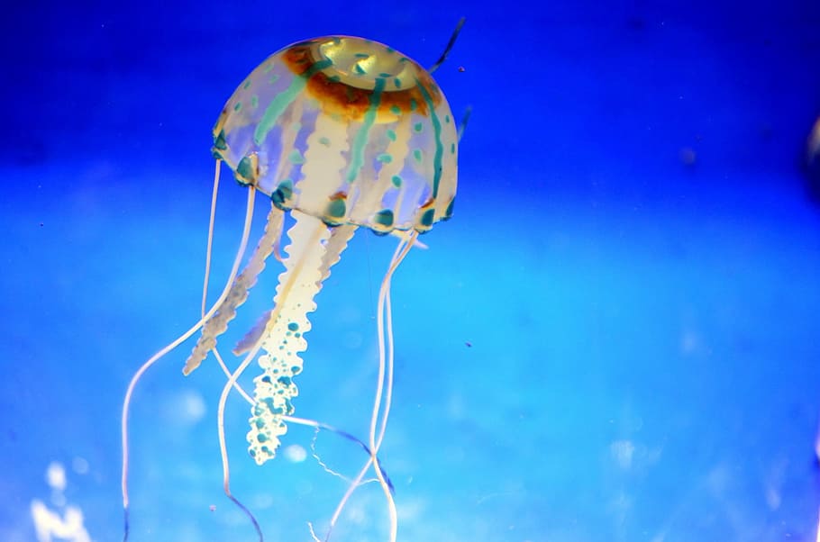 close-up photography, white, jelly fish, Jellyfish, Aquarium, Sea Life, Ocean, creature, transparent, translucent