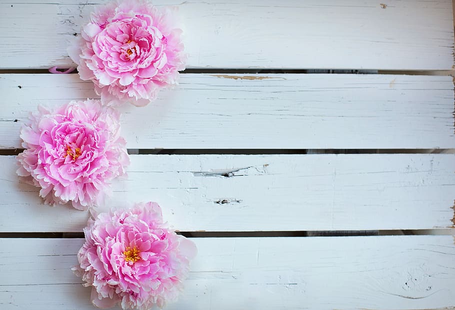 three, pink, petaled flowers, peonies, flowers, background, backdrop, spring, floral, peony