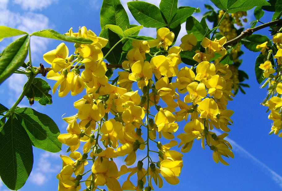 selective, focus photography, yellow, golden, shower flowers, yellow-flowered acacia gold, laburnum, blue sky, flowering plant, flower