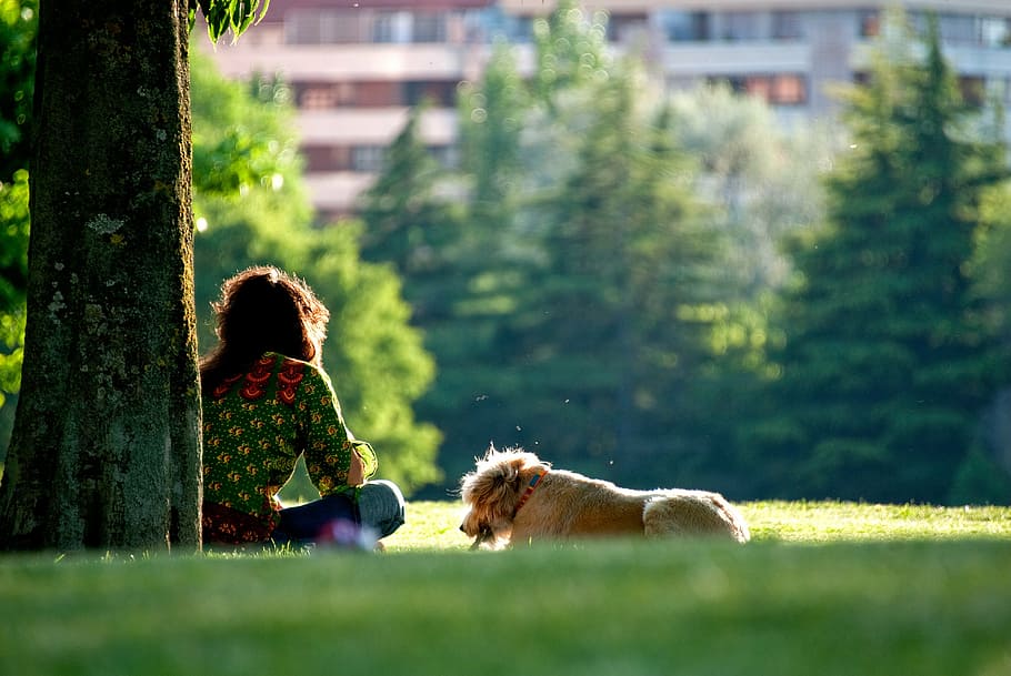 woman, sitting, tree, dog, walking, sunset, girl, sunrise, puppy, grass