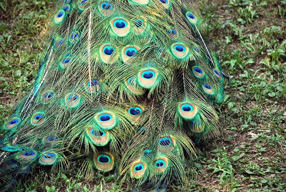 peacock, tail, color, fauna, green, courtship, turkey, blue, animal, feathers